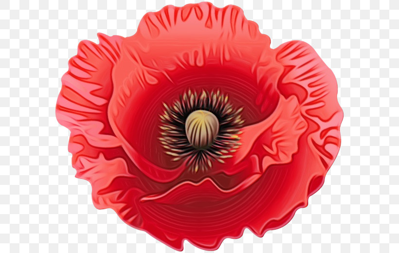 Red Flower Petal Oriental Poppy Poppy Family, PNG, 600x520px, Watercolor, Baking Cup, Coquelicot, Corn Poppy, Flower Download Free