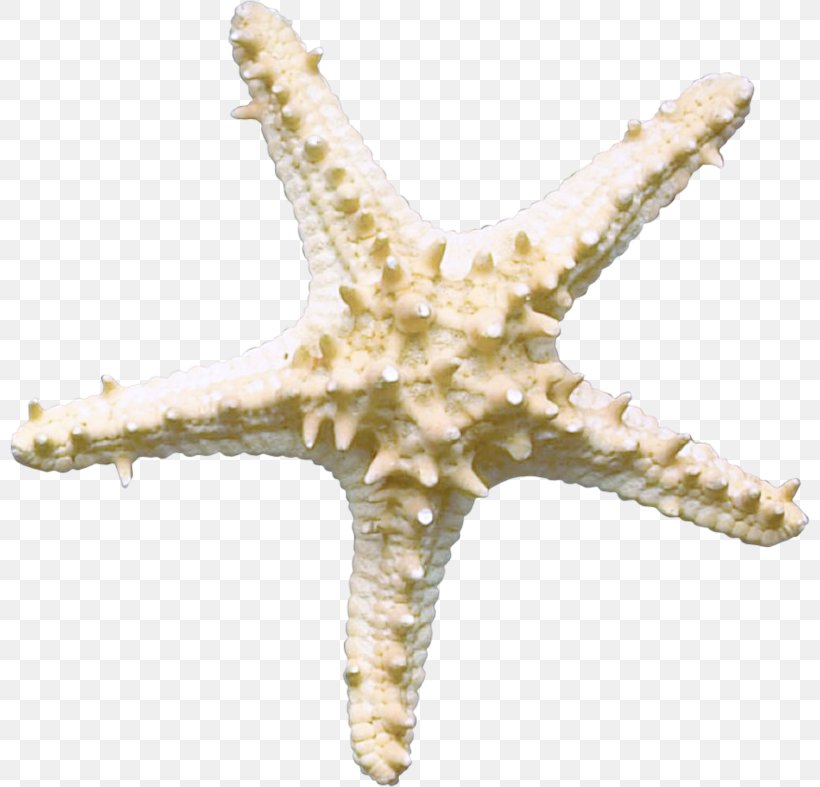 Starfish Sea Underwater Organism, PNG, 800x787px, Starfish, Advertising, Algae, Echinoderm, Invertebrate Download Free