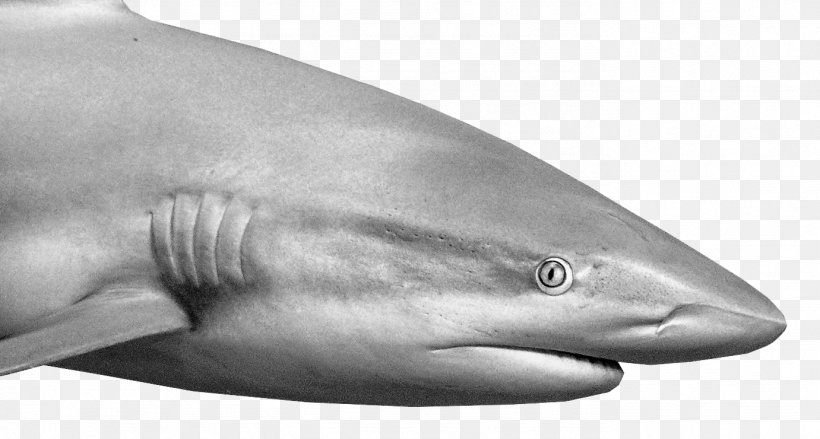 Tiger Shark Great White Shark Tucuxi White-beaked Dolphin Squaliform Sharks, PNG, 1381x740px, Tiger Shark, Biology, Black And White, Carcharhiniformes, Cartilaginous Fish Download Free