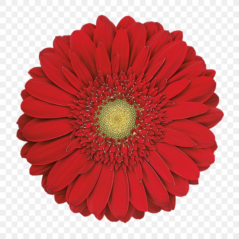 Transvaal Daisy Cut Flowers Common Daisy Red, PNG, 1280x1280px, Transvaal Daisy, Chrysanthemum, Chrysanths, Color, Common Daisy Download Free