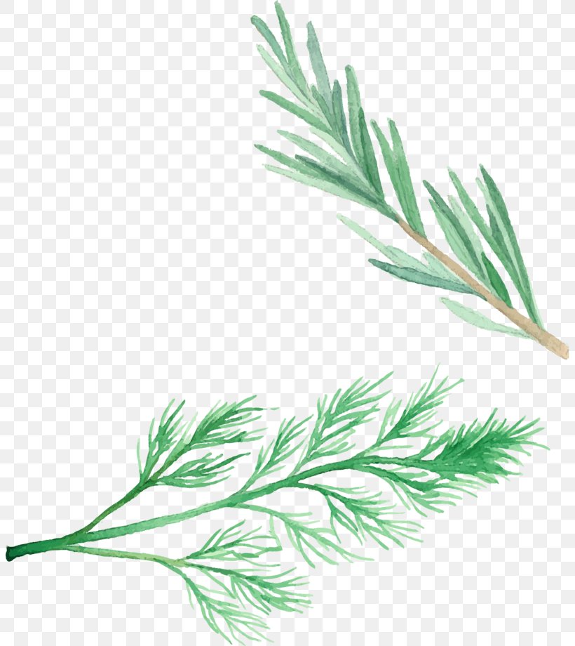 Vector Graphics Image Herb Naengmyeon, PNG, 804x920px, Herb, Branch, Buckwheat, Drawing, Flatleaved Vanilla Download Free
