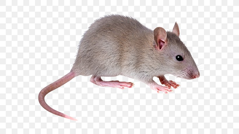 Brown Rat Mouse Rodent Black Rat Fancy Rat, PNG, 650x459px, Brown Rat, Black Rat, Bush Rat, Cat, Dormouse Download Free
