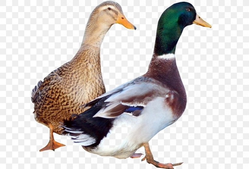Rouen Duck Mallard Domestic Muscovy Duck American Pekin, PNG, 826x563px, Duck, American Pekin, Animal, Animal Husbandry, Beak Download Free