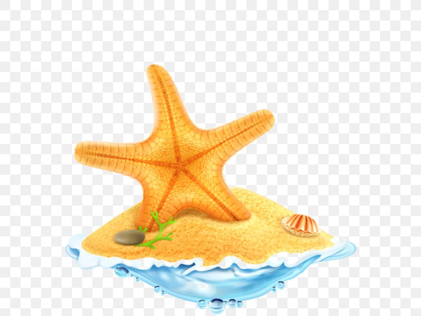 Seashell Starfish, PNG, 600x615px, Sea, Art, Beach, Desert, Echinoderm Download Free