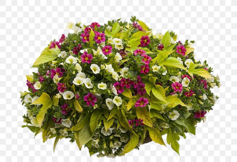 Beautiful Hanging Baskets Container Garden Floral Design Plants, PNG, 736x560px, Hanging Basket, Annual Plant, Basket, Calibrachoa, Container Download Free