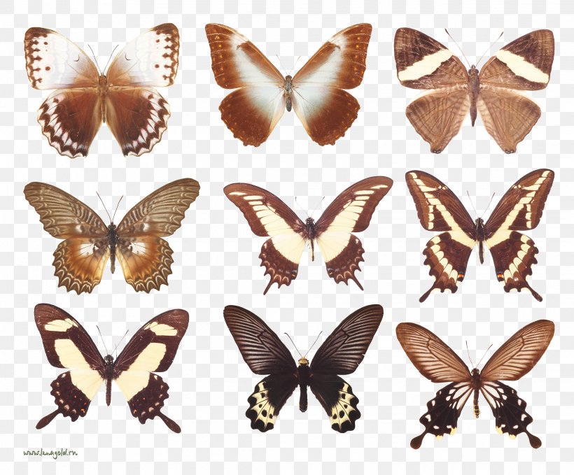 Brush-footed Butterflies Butterfly Moth Insect Wing, PNG, 2243x1858px, Brushfooted Butterflies, Arthropod, Brush Footed Butterfly, Butterflies And Moths, Butterfly Download Free