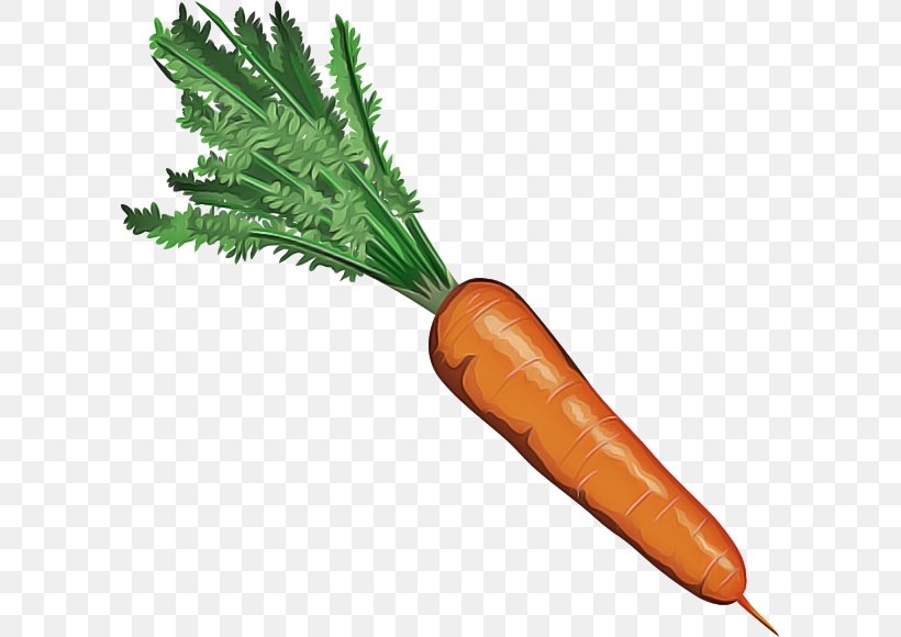 Cartoon Baby, PNG, 600x580px, Baby Carrot, Carrot, Leaf Vegetable, Plant, Plant Stem Download Free
