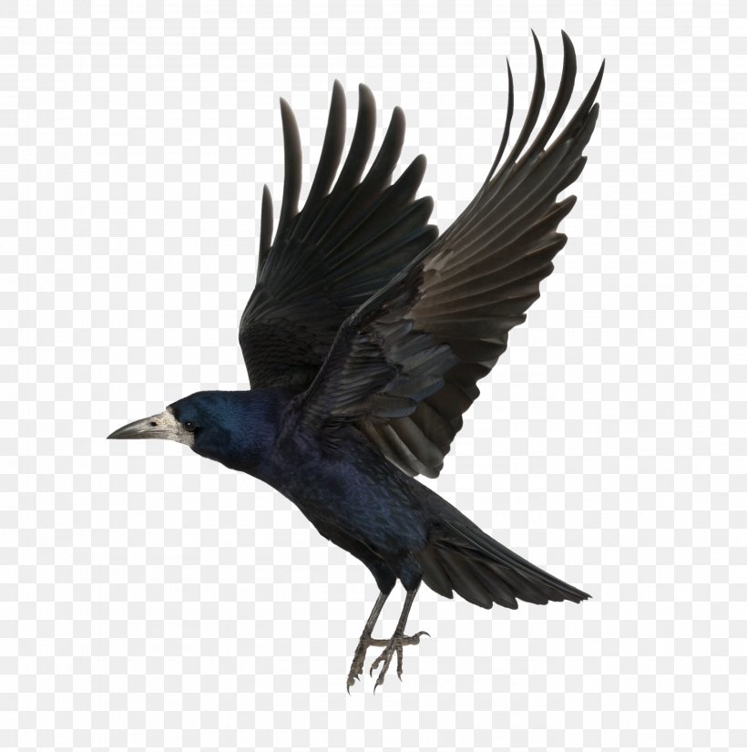 Common Raven As The Crow Flies Clip Art, PNG, 2752x2772px, Common Raven, American Crow, As The Crow Flies, Beak, Bird Download Free