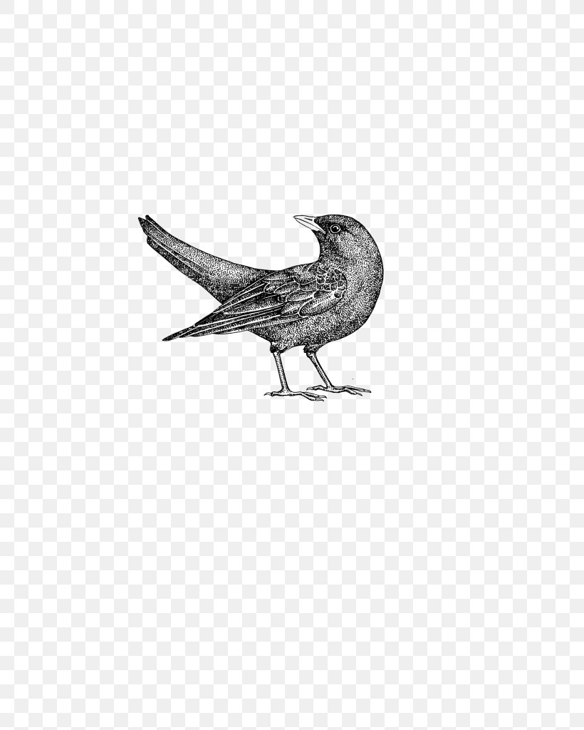 Drawing Fauna Feather Wildlife /m/02csf, PNG, 723x1024px, Drawing, Beak, Bird, Black And White, Chicken Download Free