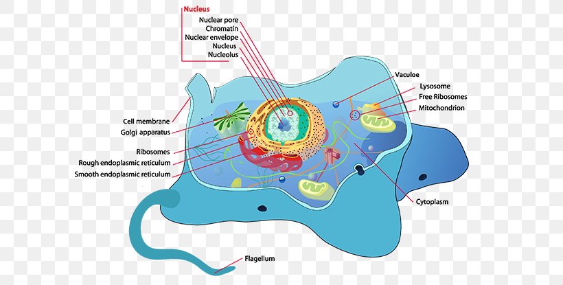 Plant Cell Flagellum Cèl·lula Animal, PNG, 620x415px, Watercolor, Cartoon, Flower, Frame, Heart Download Free