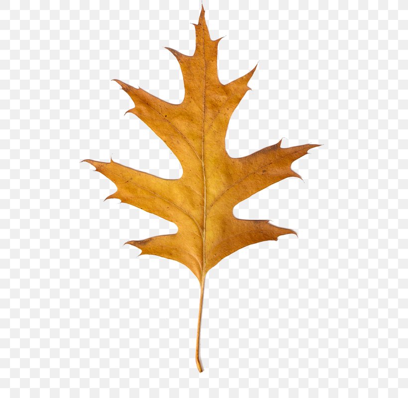 Canadian Maple Leaf Clip Art, PNG, 507x800px, Maple Leaf, Canadian Gold Maple Leaf, Canadian Maple Leaf, Canadian Silver Maple Leaf, Gimp Download Free