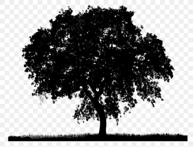 Clip Art Transparency Image Tree, PNG, 900x684px, 3d Computer Graphics, Tree, Black, Blackandwhite, Branch Download Free