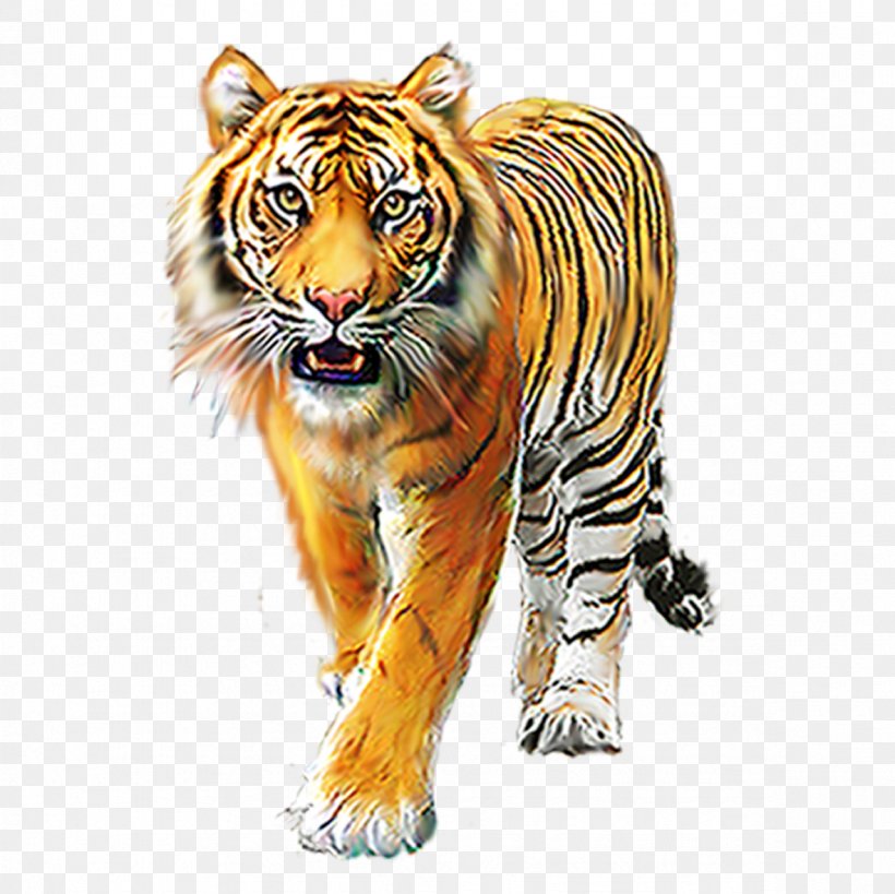 Icon, PNG, 1181x1181px, Nagarhole National Park, Big Cats, Carnivoran, Cat Like Mammal, Fauna Download Free