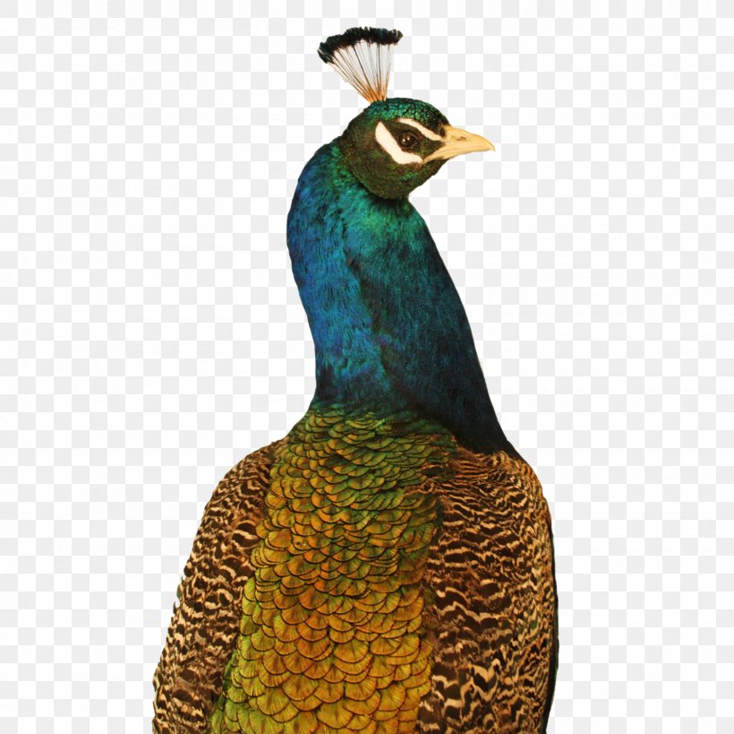 Krishna Bird Feather Peafowl Beak, PNG, 1600x1600px, Krishna, Beak, Bird, Feather, Flute Download Free