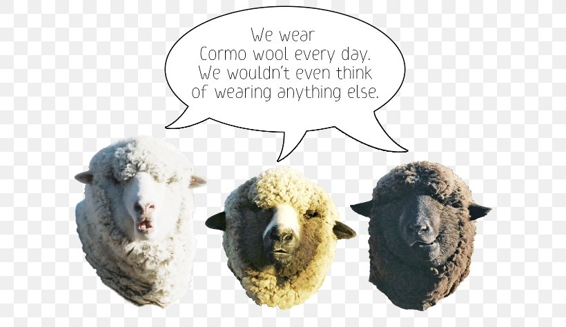 Cormo Wool Sheep Clothing Montana, PNG, 608x474px, Cormo, Clothing, Colorado, Cow Goat Family, Knitting Download Free
