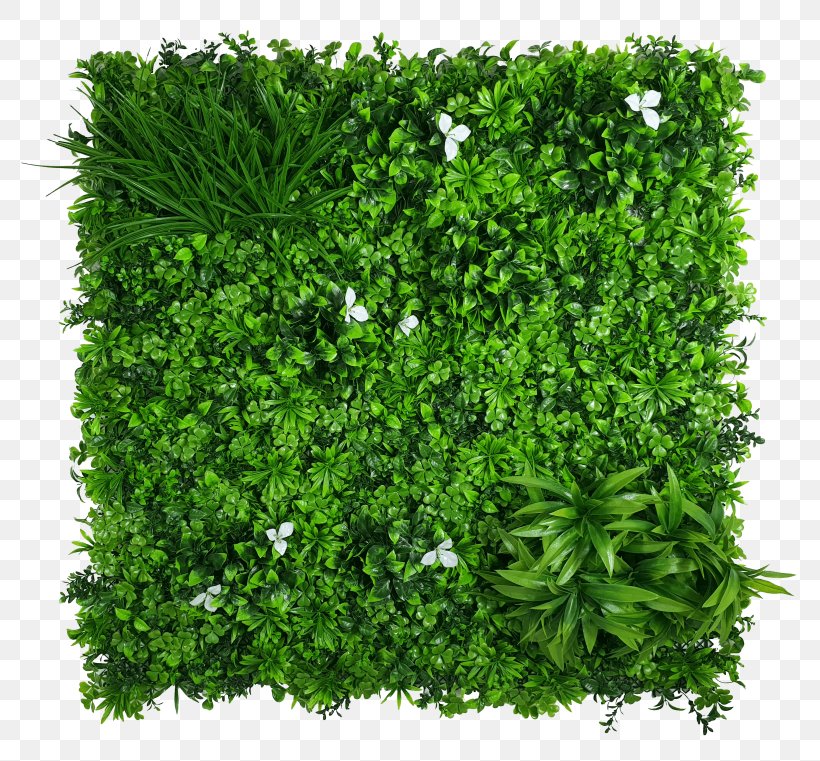 Green Grass Background, PNG, 800x761px, Green Wall, Annual Plant