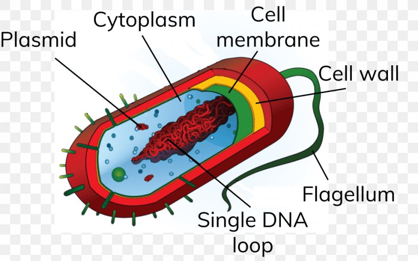 Prokaryote Bacterial Cell Structure Eukaryote, PNG, 960x600px, Watercolor, Cartoon, Flower, Frame, Heart Download Free