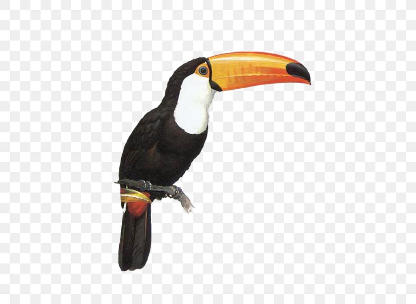 Toucan Parrot Bird, PNG, 600x600px, Toucan, Animal, Animation, Beak, Bird Download Free