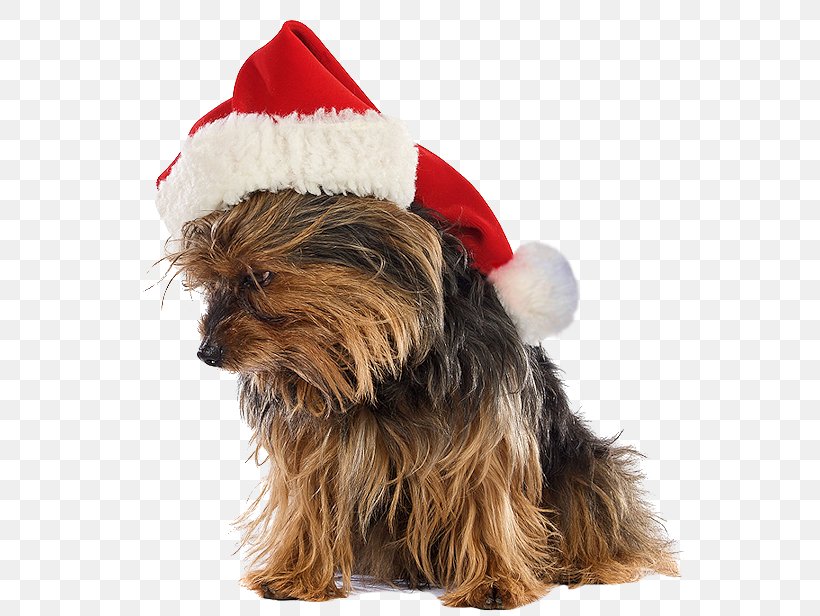 Yorkshire Terrier Puppy Australian Silky Terrier Santa Claus, PNG, 558x616px, Yorkshire Terrier, Australian Silky Terrier, Australian Terrier, Cairn Terrier, Carnivoran Download Free