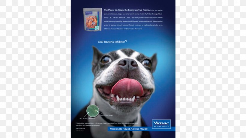 Dog Breed Boston Terrier Advertising Snout Brand, PNG, 960x540px, Dog Breed, Advertising, Boston Terrier, Brand, Breed Download Free