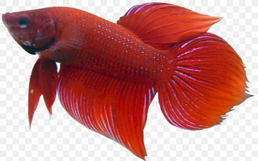 Siamese Fighting Fish Goldfish Tropical Fish Clip Art, PNG, 830x520px, Siamese Fighting Fish, Animal, Aquarium, Butterfly Koi, Drawing Download Free