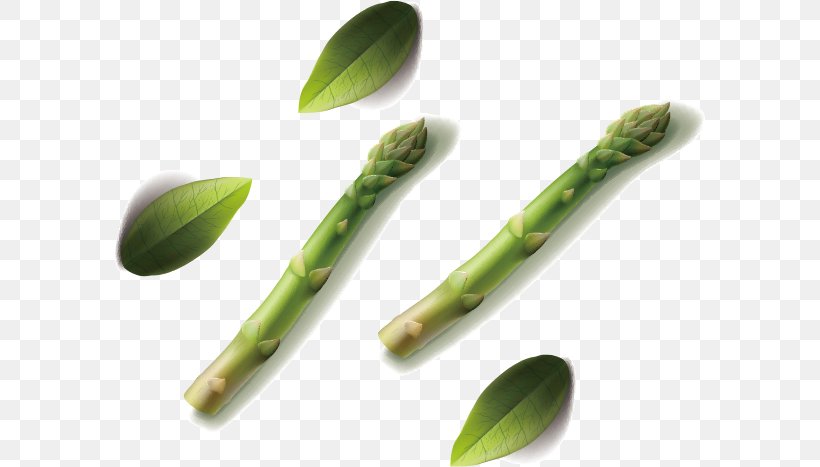 Bamboo Shoot Euclidean Vector, PNG, 590x467px, Bamboo Shoot, Asparagus, Bamboo, Euclidean Space, Food Download Free