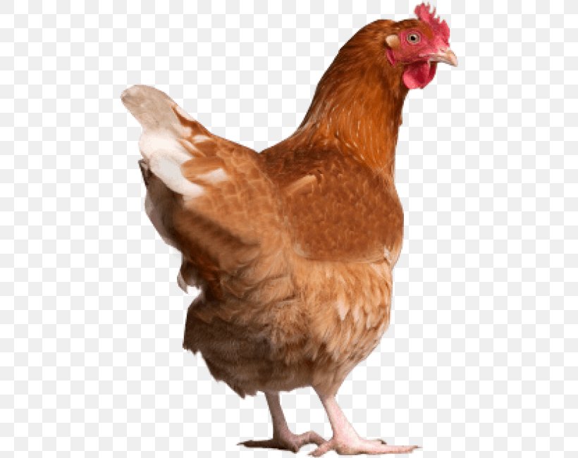 Chicken As Food Poultry Clip Art, PNG, 480x650px, Chicken, Beak, Bird, Chicken As Food, Fauna Download Free