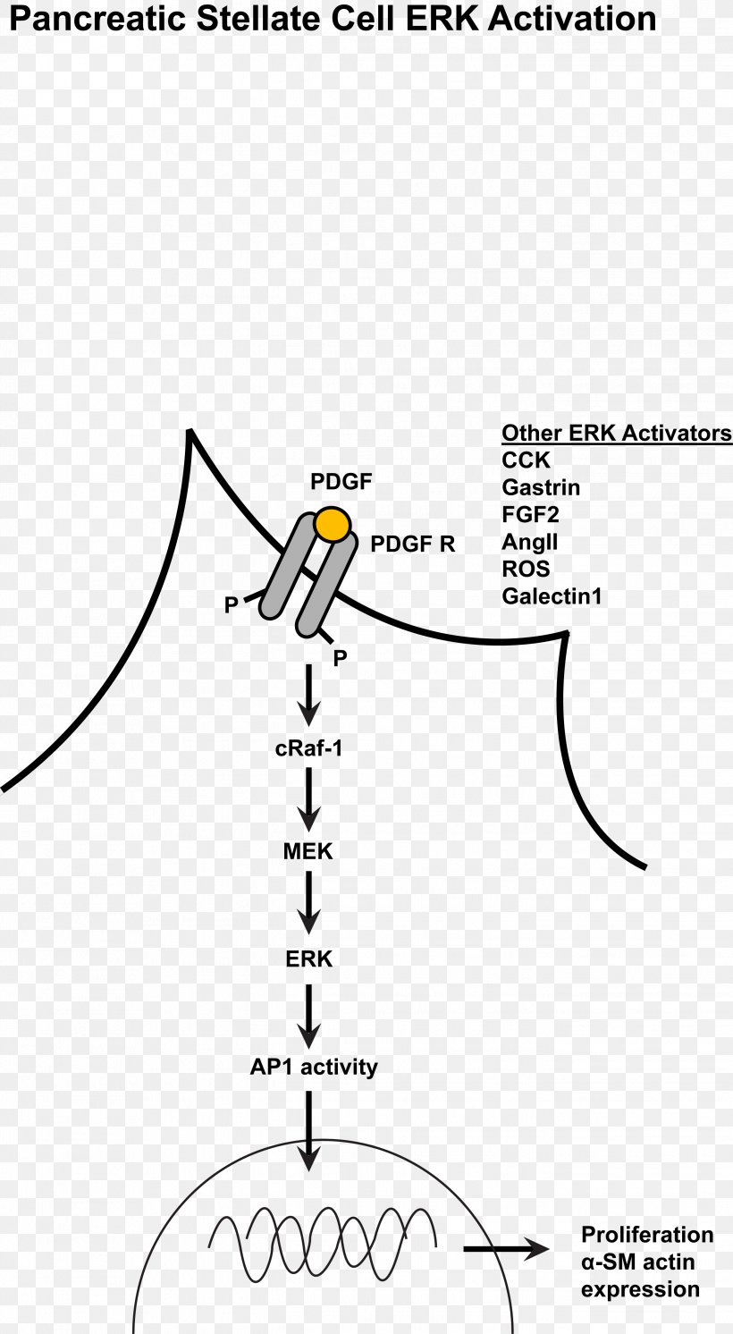 MAPK/ERK Pathway Mitogen-activated Protein Kinase Extracellular Signal–regulated Kinases Cell Signaling Signal Transduction, PNG, 2694x4902px, Mapkerk Pathway, Acinus, Area, Biological Pathway, Black And White Download Free