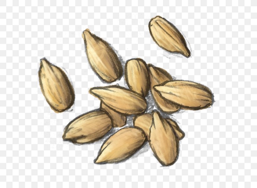 Nut Vegetarian Cuisine Seed Food Commodity, PNG, 600x600px, Nut, Commodity, Food, Ingredient, La Quinta Inns Suites Download Free