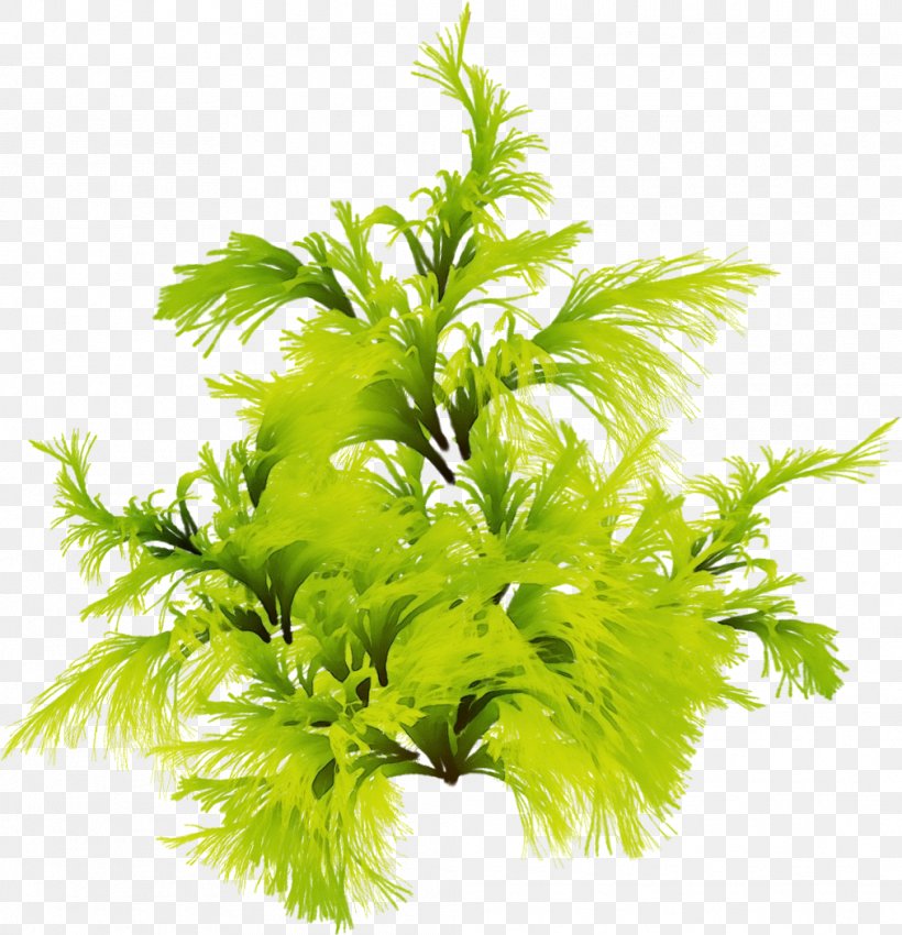 Plant Leaf Grass Flower Tree, PNG, 1013x1051px, Watercolor, Aquarium Decor, Flower, Flowering Plant, Grass Download Free