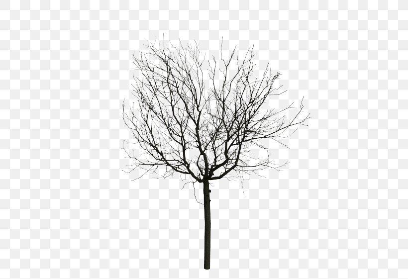 Twig Animation Computer Graphics Tree, PNG, 631x561px, Twig, Animation, Black And White, Branch, Computer Download Free