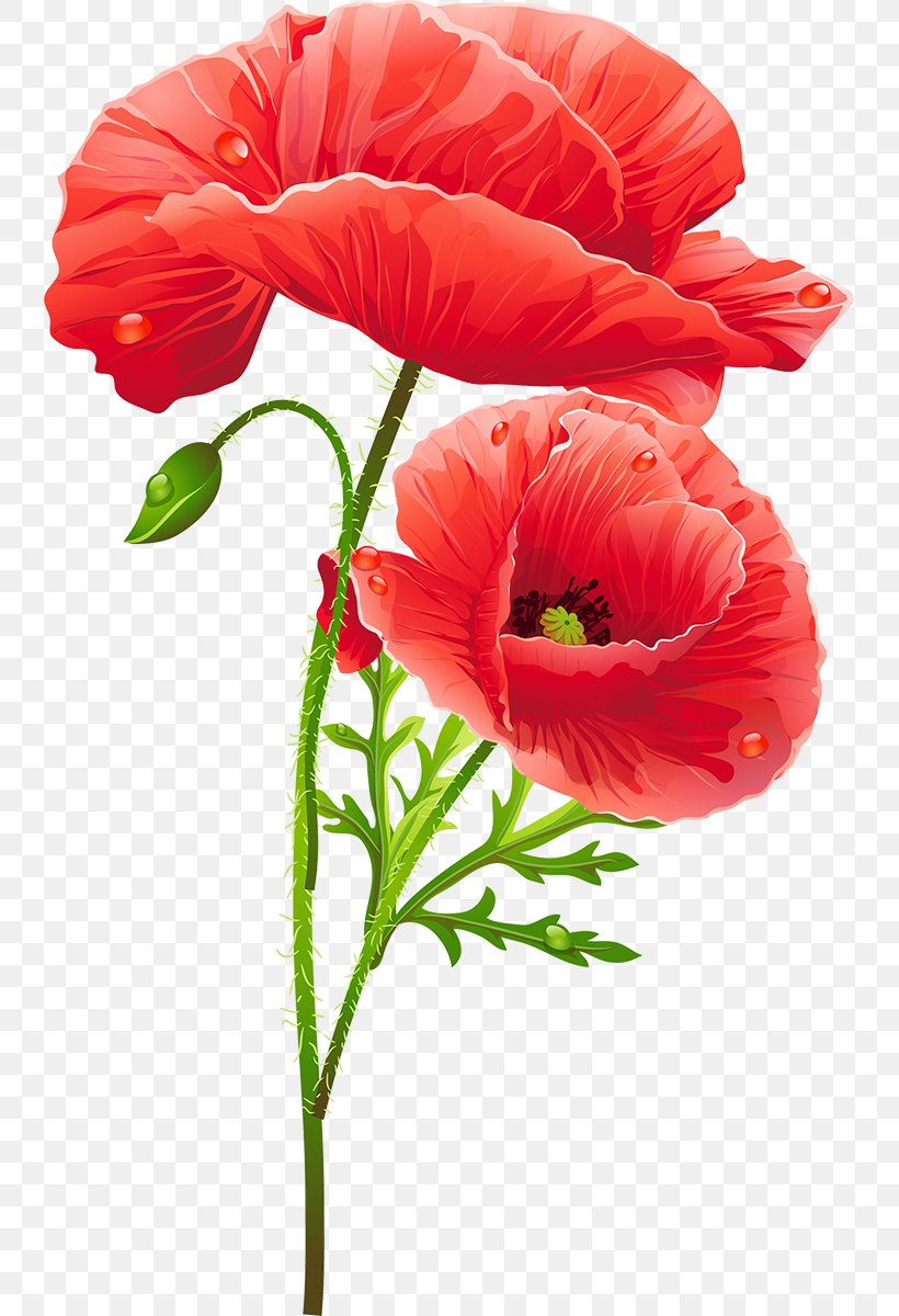 Flower Poppy, PNG, 739x1200px, Flower, Annual Plant, Color, Coquelicot, Cut Flowers Download Free