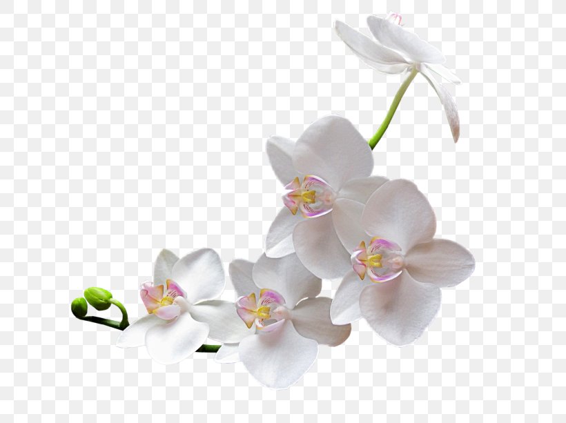 Icon, PNG, 800x613px, Flower, Apricot, Blossom, Branch, Cherry Blossom Download Free