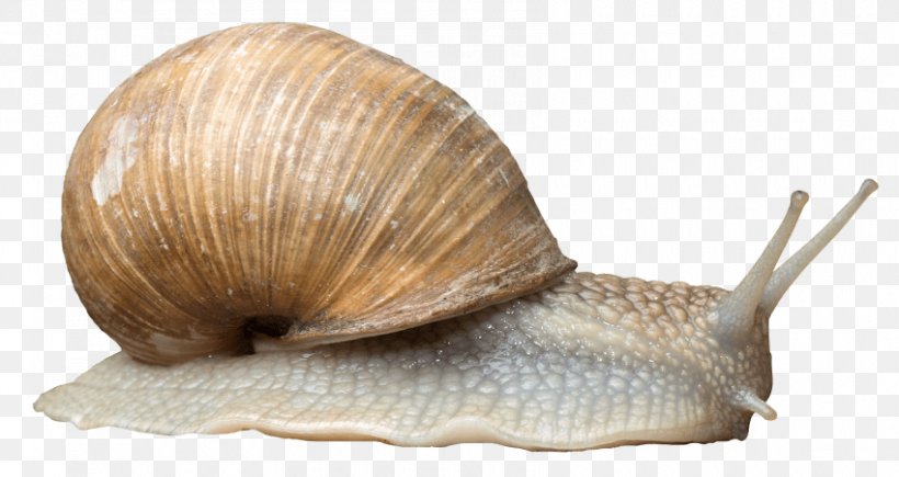 Pond Snails Gastropods Snail Slime, PNG, 850x451px, Pond Snails, Animal, Cockle, Conchology, Escargot Download Free