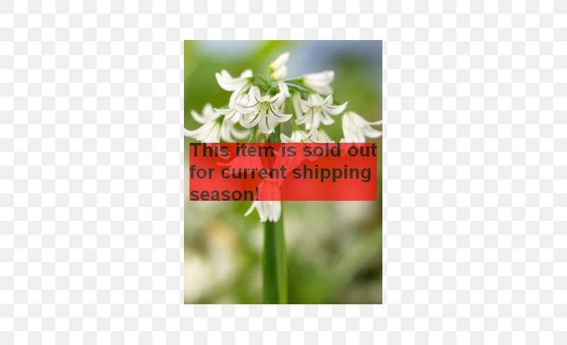 Wildflower Plant Stem Font, PNG, 500x500px, Wildflower, Flora, Flower, Grass, Petal Download Free
