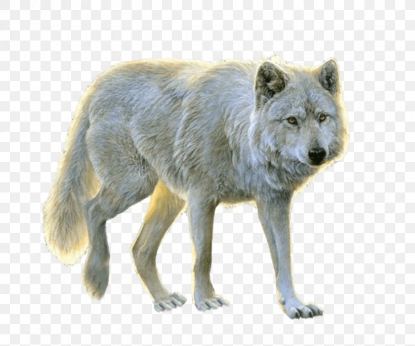 Dog Arctic Wolf Transparency Clip Art, PNG, 850x709px, Dog, Alaskan Tundra Wolf, Arctic Wolf, Black Wolf, Canidae Download Free