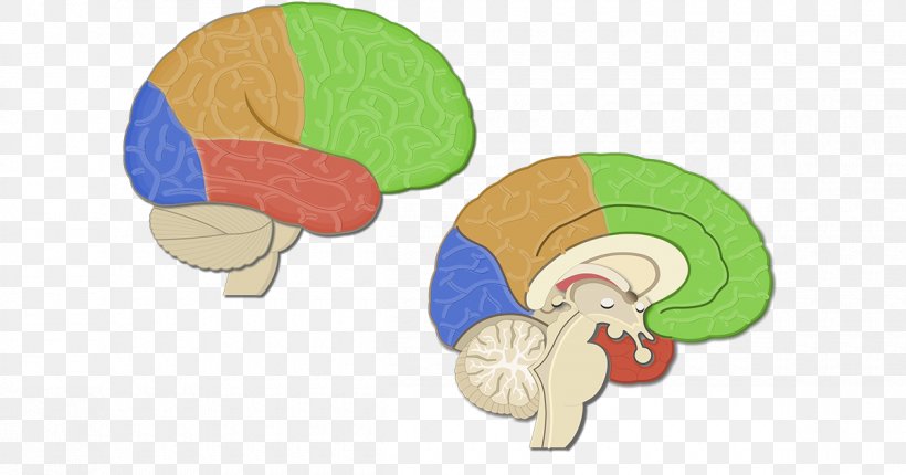 Lobes Of The Brain Parietal Lobe Temporal Lobe Frontal Lobe, PNG, 1200x630px, Watercolor, Cartoon, Flower, Frame, Heart Download Free