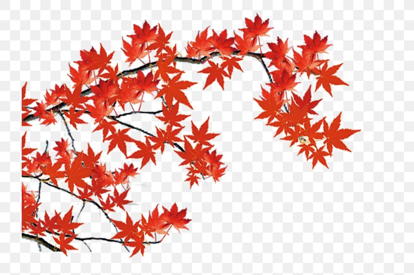 Maple Leaf, PNG, 733x544px, Maple Leaf, Branch, Flowering Plant, Leaf, Maple Download Free