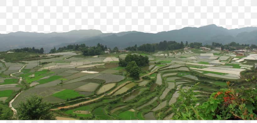 Paddy Field Terrace Oryza Sativa Green, PNG, 4240x2038px, Paddy Field, Agriculture, Field, Google Images, Grass Download Free