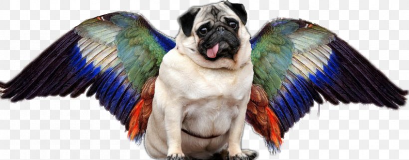 When Pugs Fly! Dog Breed Puppy Pet, PNG, 846x332px, Pug, Animal, Animal Figure, Beak, Bird Download Free