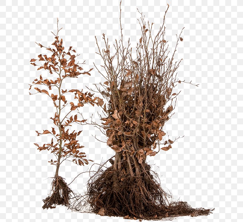 Plant nest. Веточки и коренья. Ветки и корни. Веточка с корнями. Граб PNG.