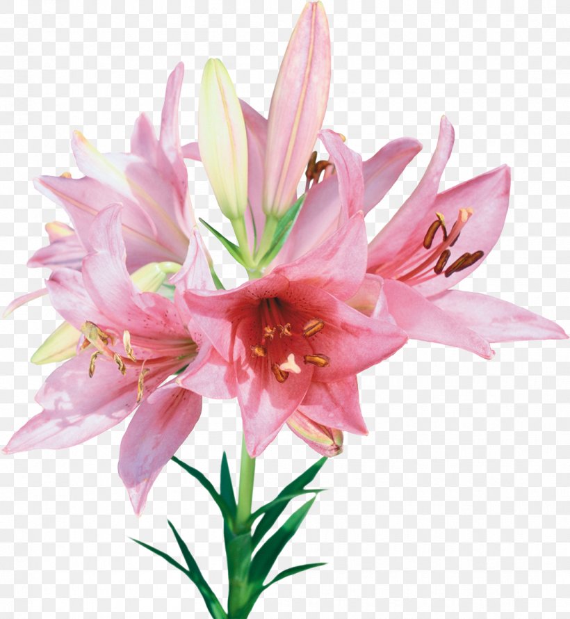 Flower Clip Art, PNG, 1105x1200px, Flower, Amaryllis Belladonna, Amaryllis Family, Cut Flowers, Description Download Free
