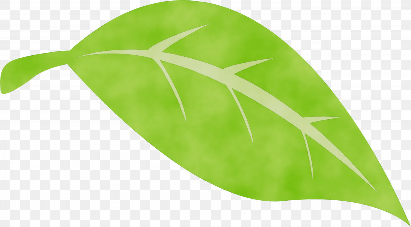 Leaf Plant Stem Green Plants Biology, PNG, 3273x1811px, Watercolor, Biology, Green, Leaf, Paint Download Free
