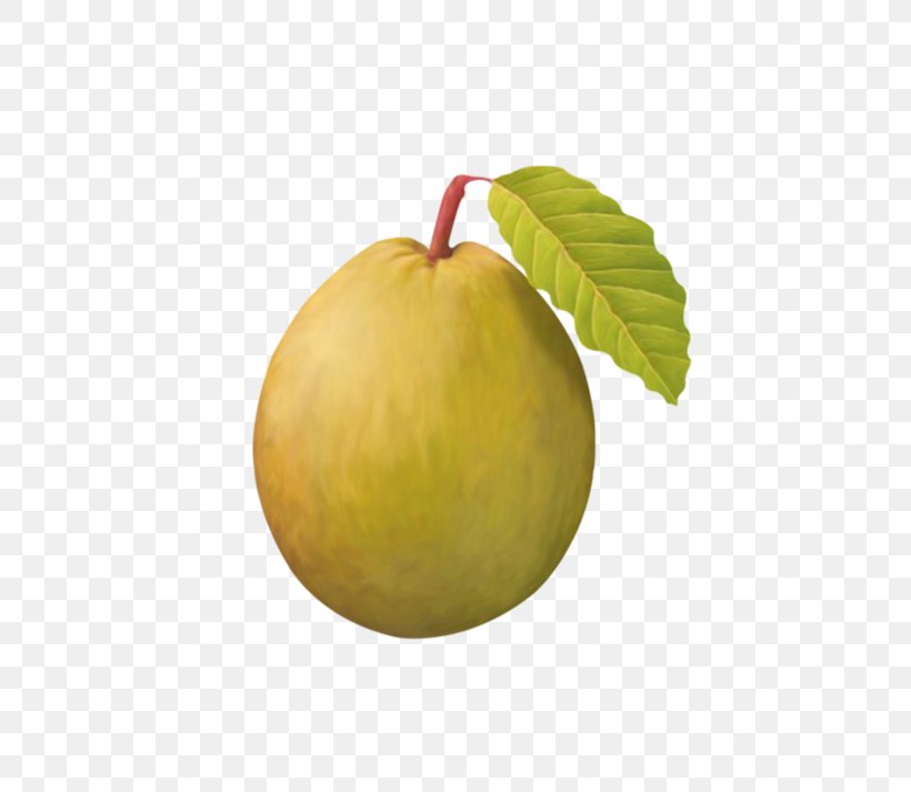 Pyrus Nivalis Asian Pear Fruit Vecteur, PNG, 600x713px, Pyrus Nivalis, Apple, Asian Pear, Computer Graphics, Food Download Free