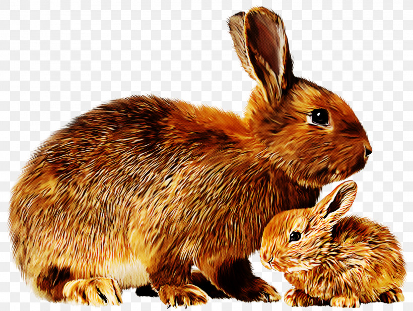 Rabbit Mountain Cottontail Rabbits And Hares Hare Lower Keys Marsh Rabbit, PNG, 2289x1725px, Rabbit, Brown Hare, Eastern Cottontail, Hare, Lower Keys Marsh Rabbit Download Free