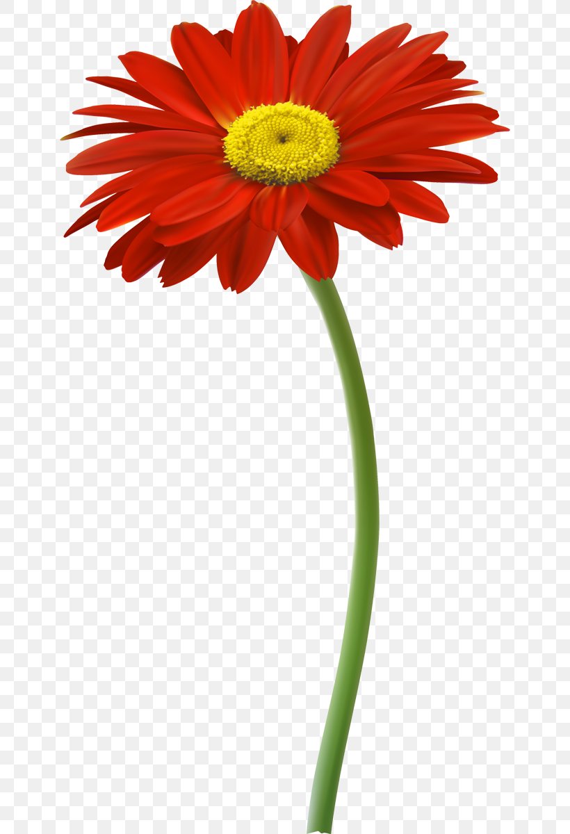 Rock Me Baby Records Parenting Transvaal Daisy Cut Flowers, PNG, 648x1200px, Parenting, Community, Concert, Cut Flowers, Daisy Download Free