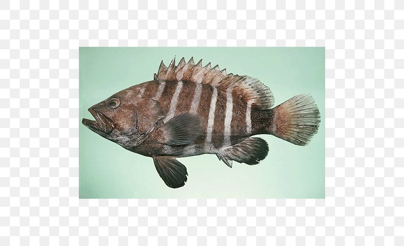Giant Grouper Malabar Grouper White Grouper Blue Line Grouper Brown-marbled Grouper, PNG, 500x500px, Giant Grouper, Brownmarbled Grouper, Epinephelus, Fauna, Fish Download Free