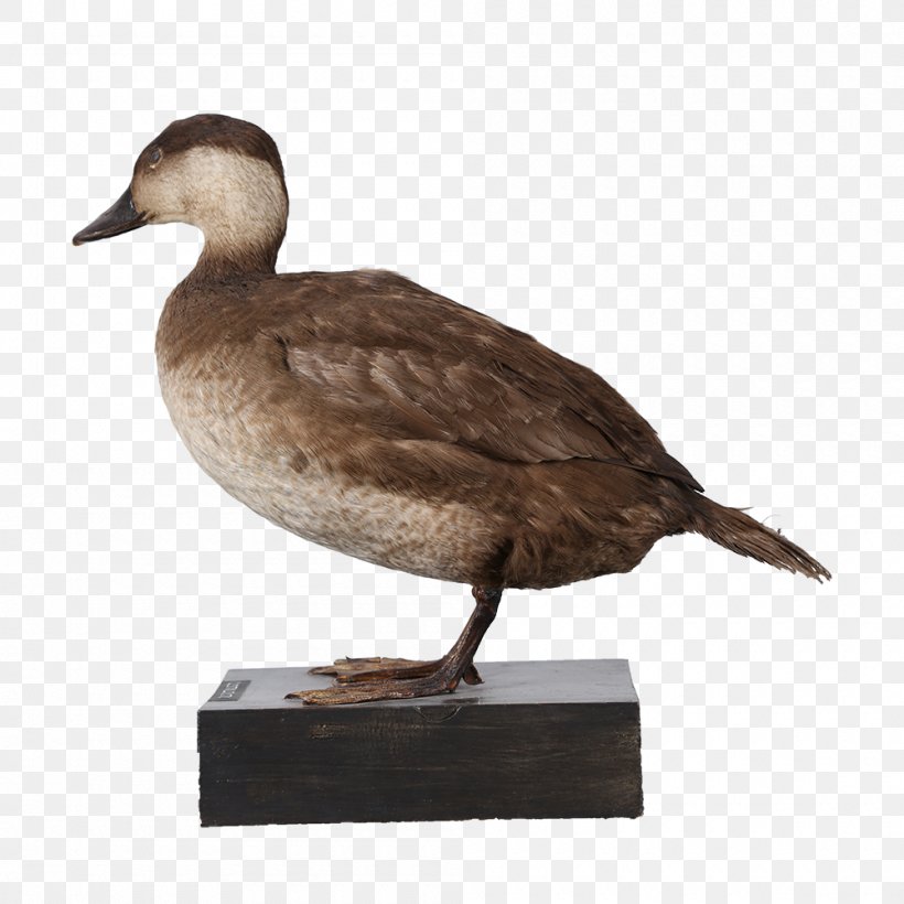 Mallard Goose Duck Fauna Beak, PNG, 1000x1000px, Mallard, Beak, Bird, Duck, Ducks Geese And Swans Download Free