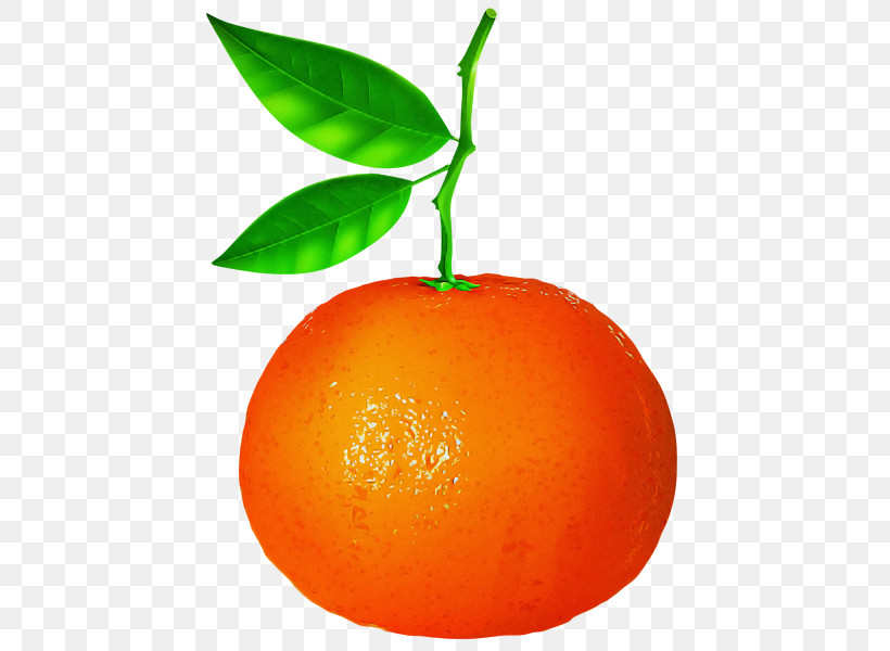 Orange, PNG, 451x600px, Citrus, Clementine, Fruit, Grapefruit, Mandarin Orange Download Free