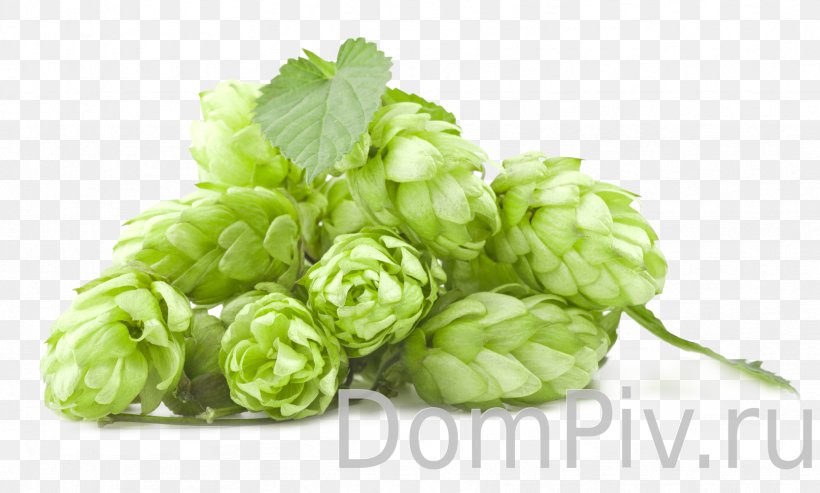 India Pale Ale Beer Amarillo Hops, PNG, 1664x1002px, India Pale Ale, Amarillo Hops, Beer, Beer Brewing Grains Malts, Brewery Download Free